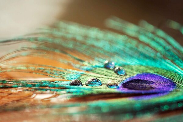 Macro photo of a peacock feather