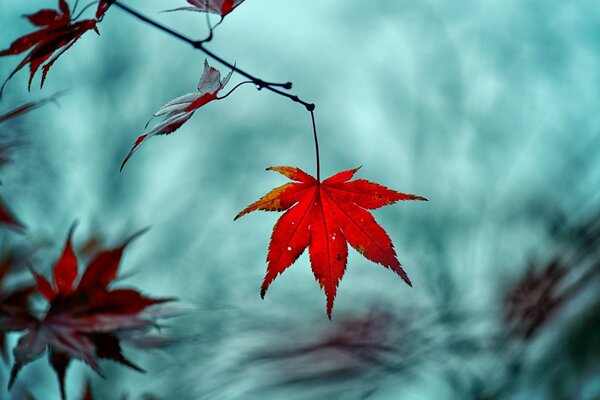 Hojas de color rojo anaranjado sobre un fondo azul grisáceo