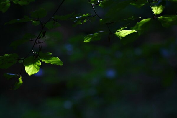 Feuillet vert flou Widescreen macro photo