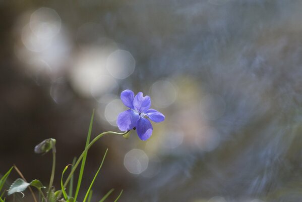 Fiore blu su sfondo erba