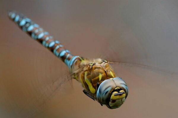 Beautiful photo of a soaring dragonfly