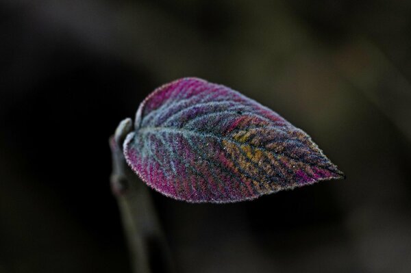 Une feuille avec une coloration inhabituelle