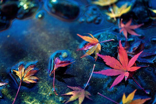 Autumn maple leaves in macro