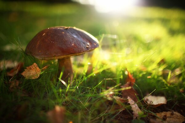 Der Pilz funkt in der Sonne