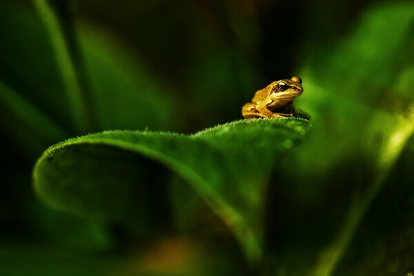 A frog is sitting on a green leaf