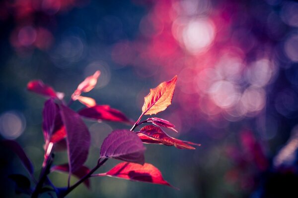 Gros plan de feuilles roses sur fond flou