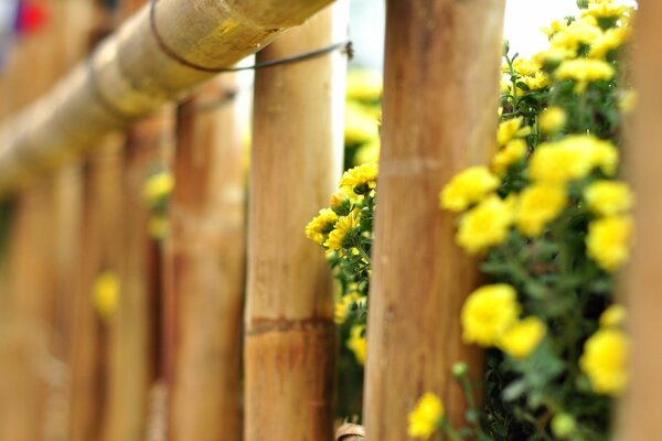 Schönheit der Blumen durch Hindernisse