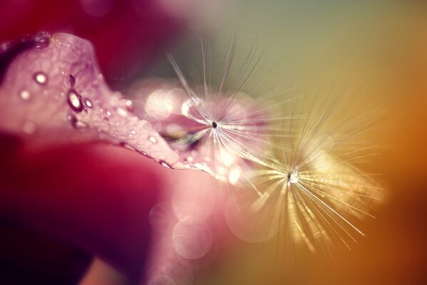 Dew on a dandelion in macro format