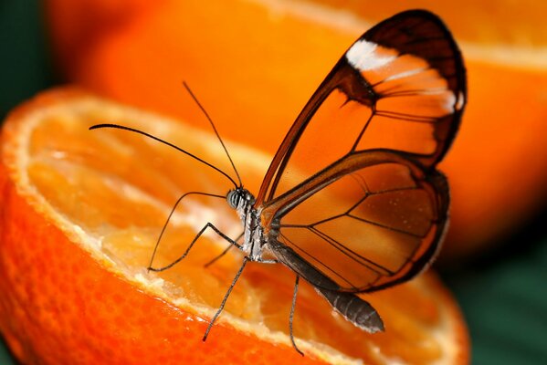 Una mariposa que se sienta en una naranja