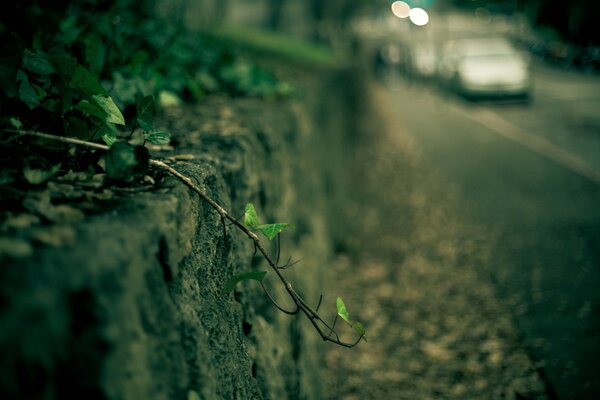 Ivy branch in focus falling on the road