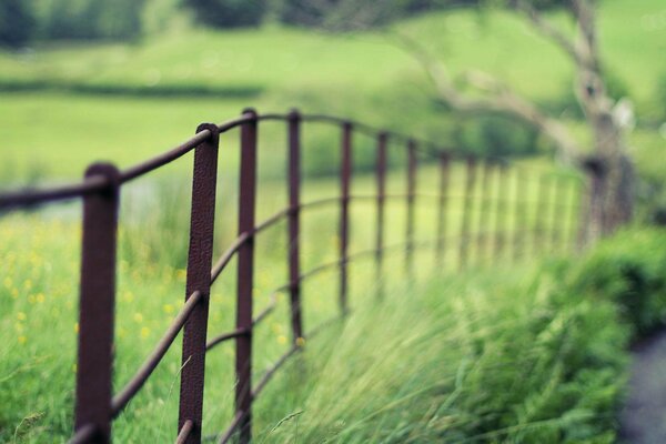 Fence and green grass in macro format