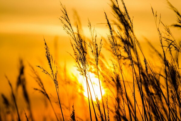 Gras auf Sonnenuntergang warmen Hintergrund