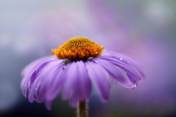 Purple chrysanthemum large