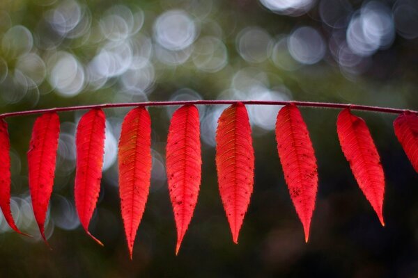 Feuilles rouges sur fond flou