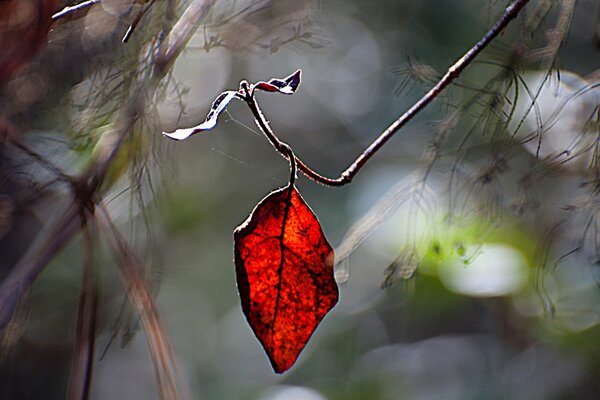 A red leaf on a branch