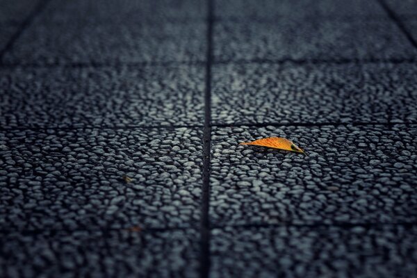 A yellow leaf on dark asphalt