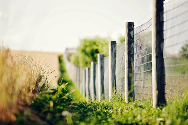 Flowers and spikelets on a blurry background near the fence and grass