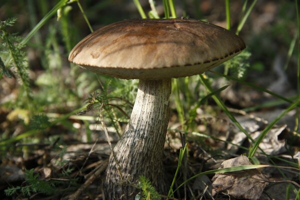 Foto chiara del fungo. Carta da parati con funghi sotto l albero. Carta da parati Boletus in estate