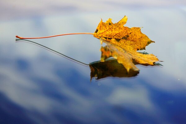 Feuille d érable sur la surface de l eau