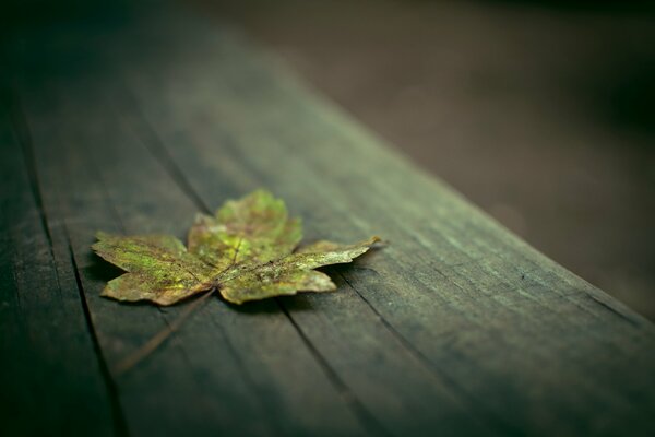 Feuille d érable sur un banc en bois