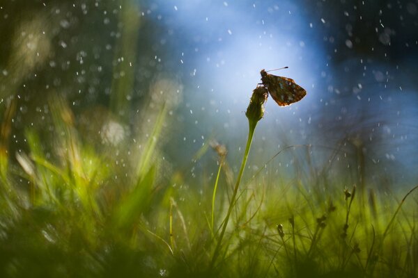 Schmetterling auf Löwenzahn mit Regenreflexionen im Gras