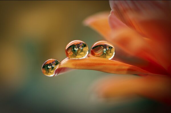 Gocce d acqua sui petali del fiore