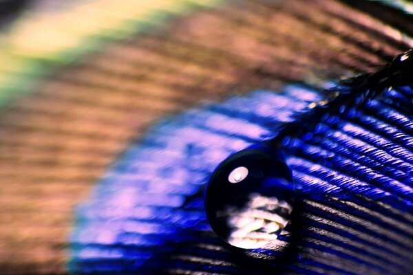 Macro photo of a peacock feather with a drop of water