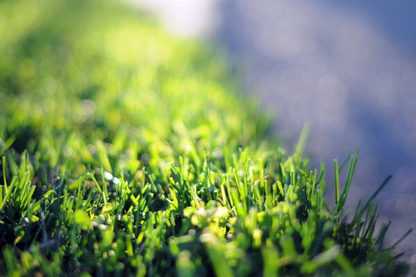 Высококачественная фотография зелёная лужайка