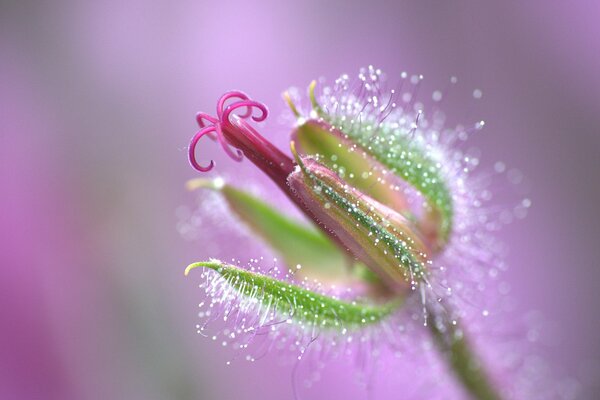 Étamine de fleur en pollen sur fond rose