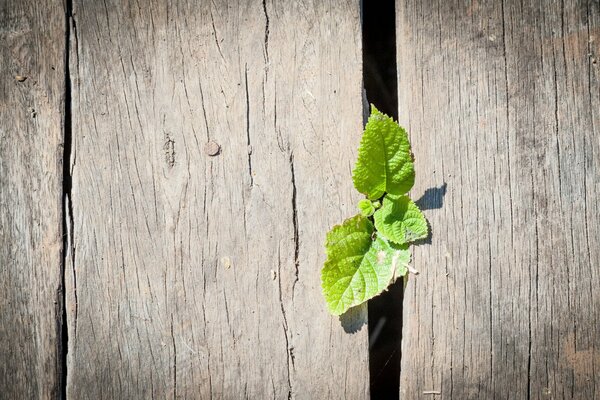 A twig with leaves makes its way through wooden boards