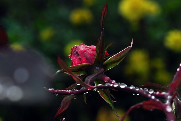 Rocío de la mañana en una hermosa rosa