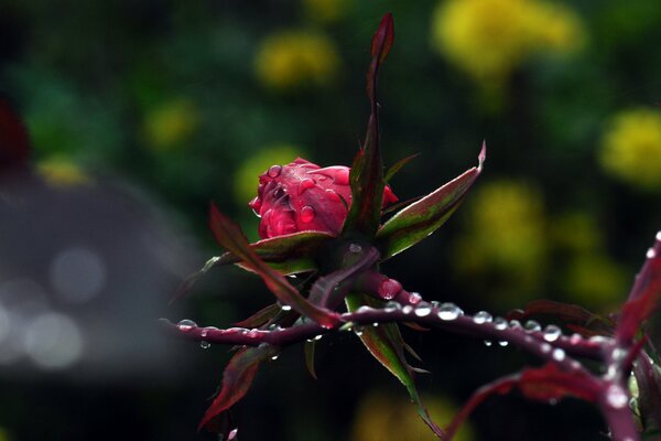 Rosée du matin sur une belle rose
