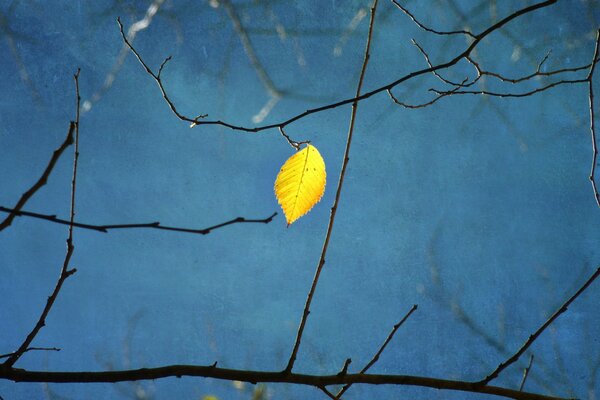 Árbol de año con una sola hoja. Ramas de un árbol sobre un fondo azul. Amarillo y azul en la foto