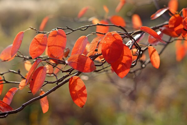 Herbstlicher Ast mit orangefarbenen Blättern