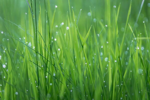 Sommertau auf grünem Gras