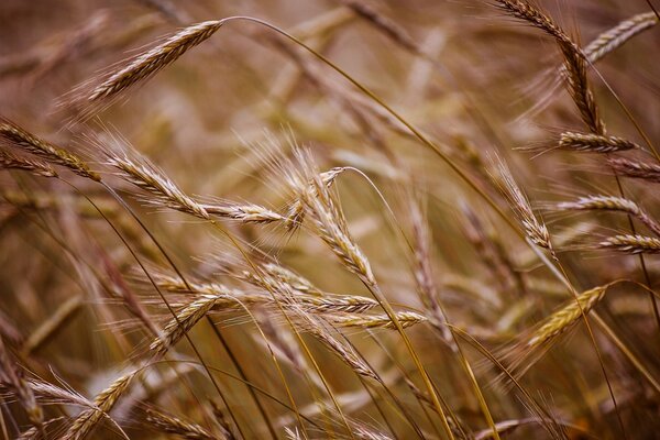 A field with wheat ears near