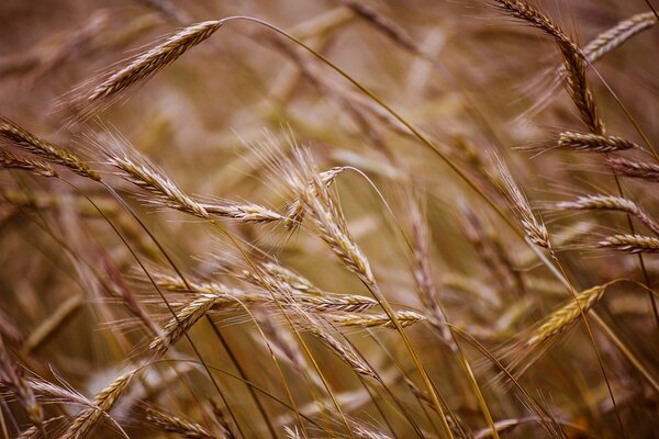 Campo con spighe di grano vicino