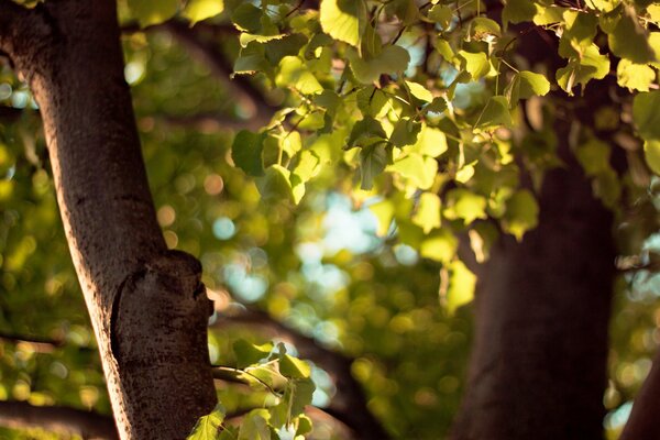 Photo of the autumn forest in the macro bokeh technique