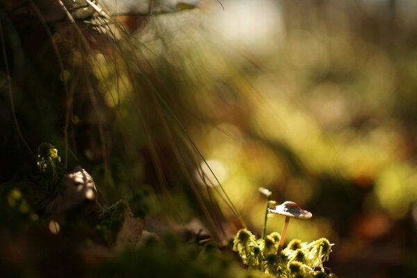 Mushroom on blurred grass and green moss