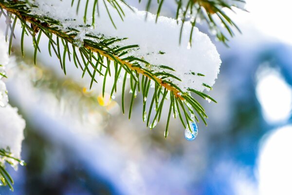 Um den Schnee herum und ein Tropfen fällt von einem Ast der Fichte