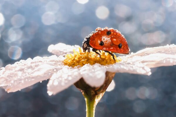 Ladybug on chamomile