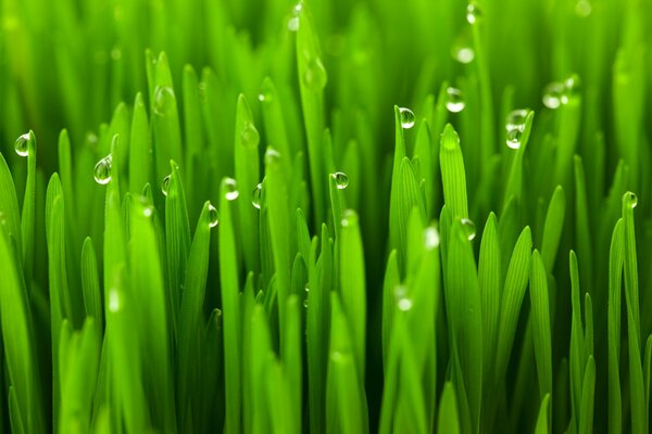 Gouttes de Russ sur l herbe