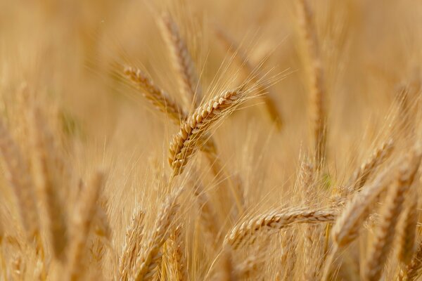 Field of spikelets of ripe wheat