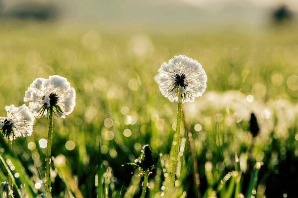 Dandelions in macro format