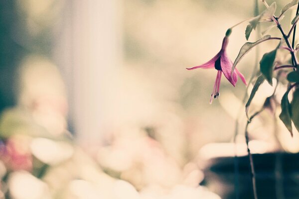 Makroaufnahme einer Blume auf einem unscharfen Hintergrund