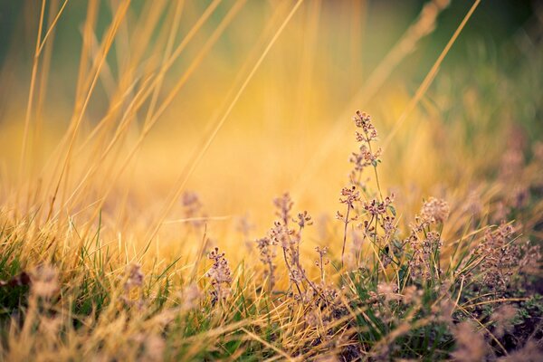 Small flowers background on the desktop