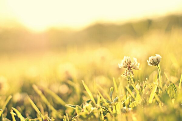 Макро съмка цветов клевера на лугу среди травы