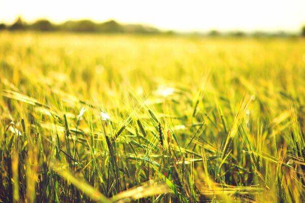 La beauté d un champ de blé