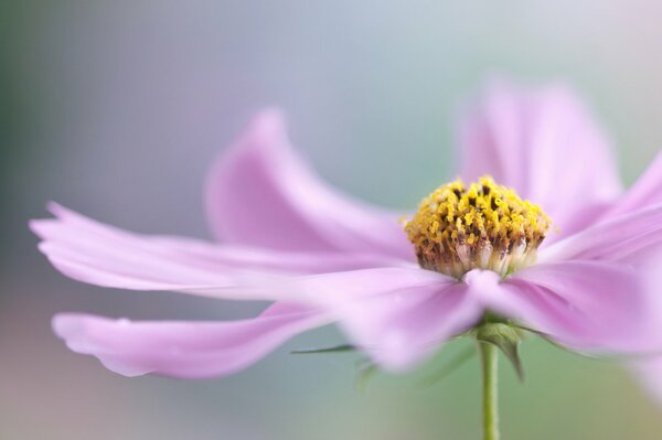 Petali di fiori rosa in macro