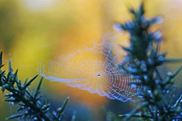 Spinnennetz in Ross auf Ästen